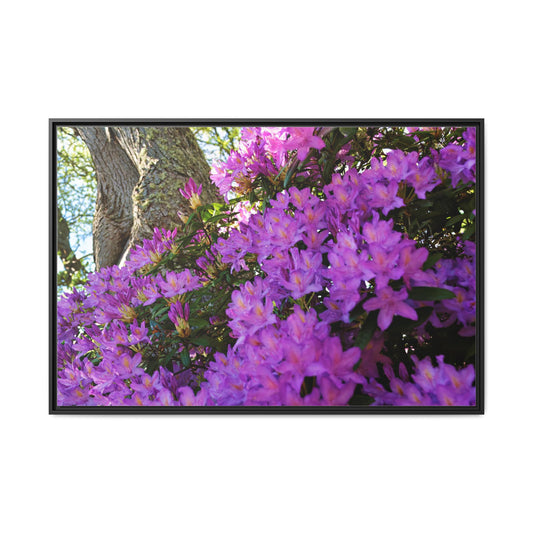 Azaleas in Bloom 3011 - Framed Canvas Print