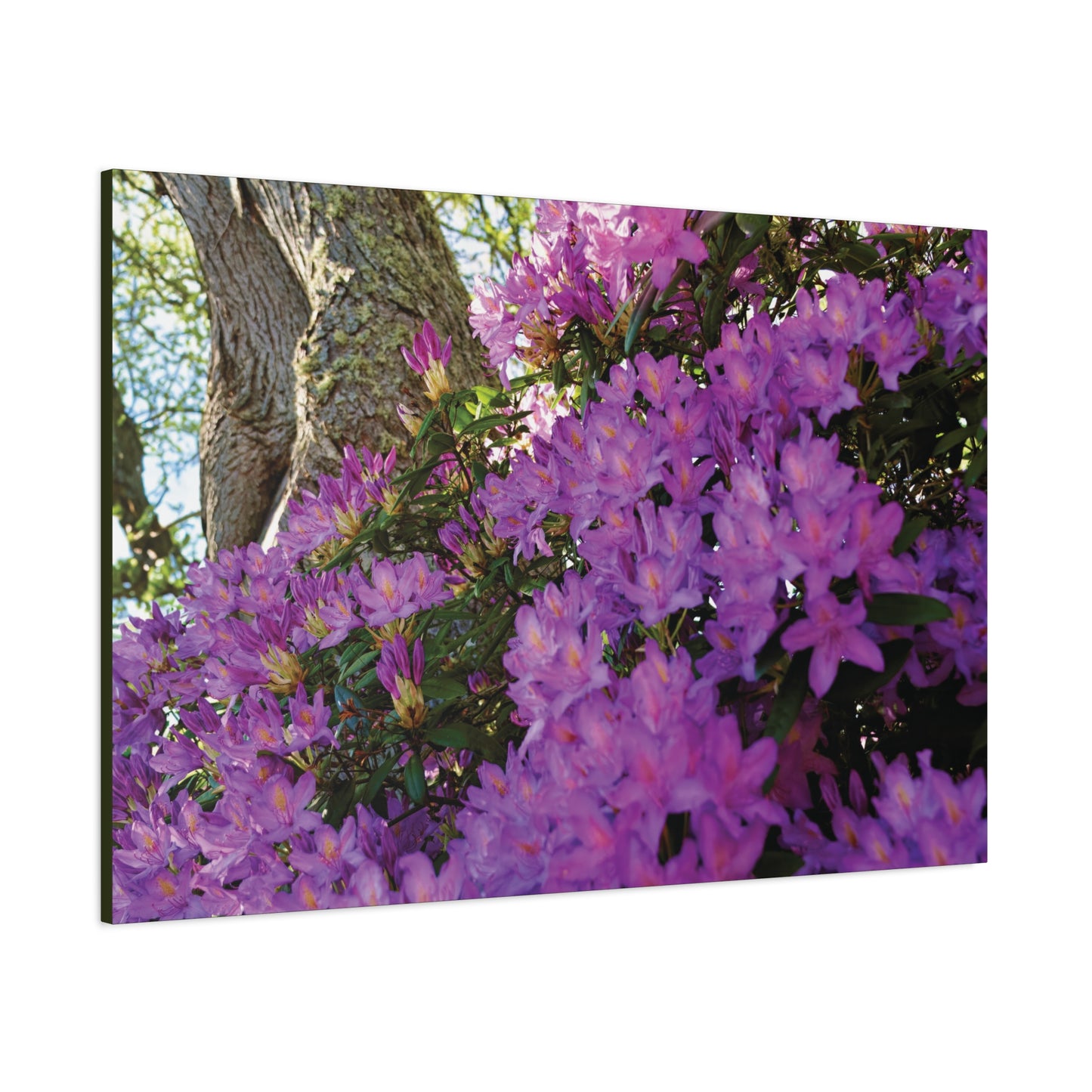 Azaleas in Bloom [3011] | Stretched Canvas