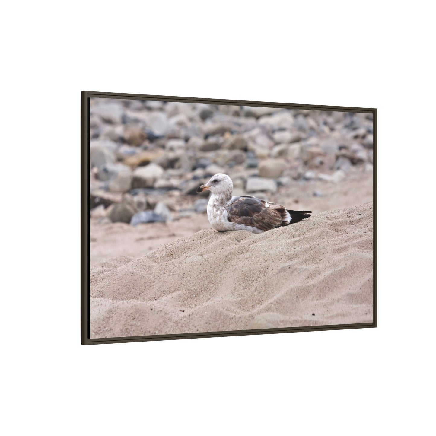 Seagull Serenity on the Shore 4278 - Thick Matte Canvas Print, Framed