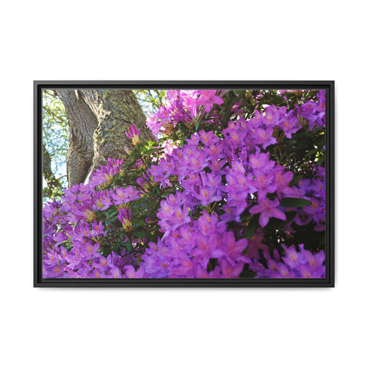 Azaleas in Bloom 3011 - Framed Canvas Print