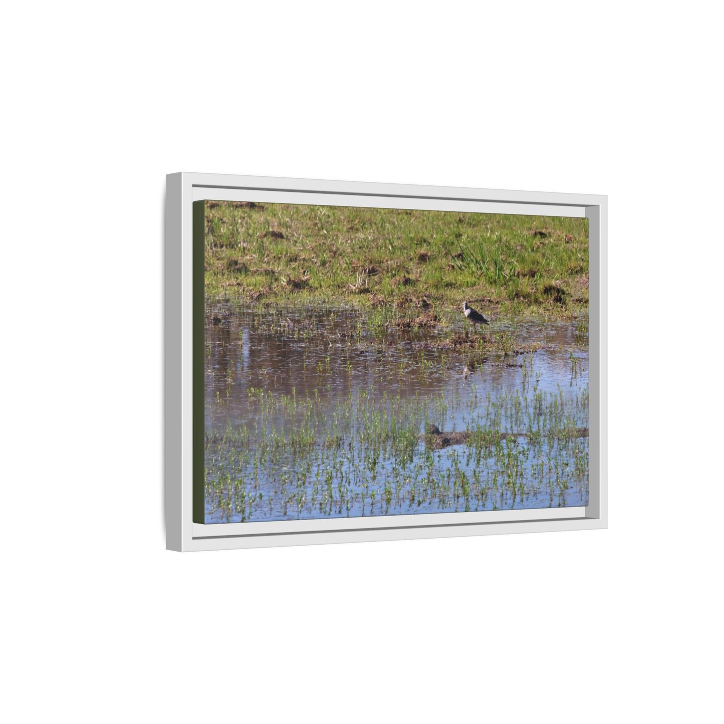 Sandpiper in Serene Wetland [2897] | Framed Canvas