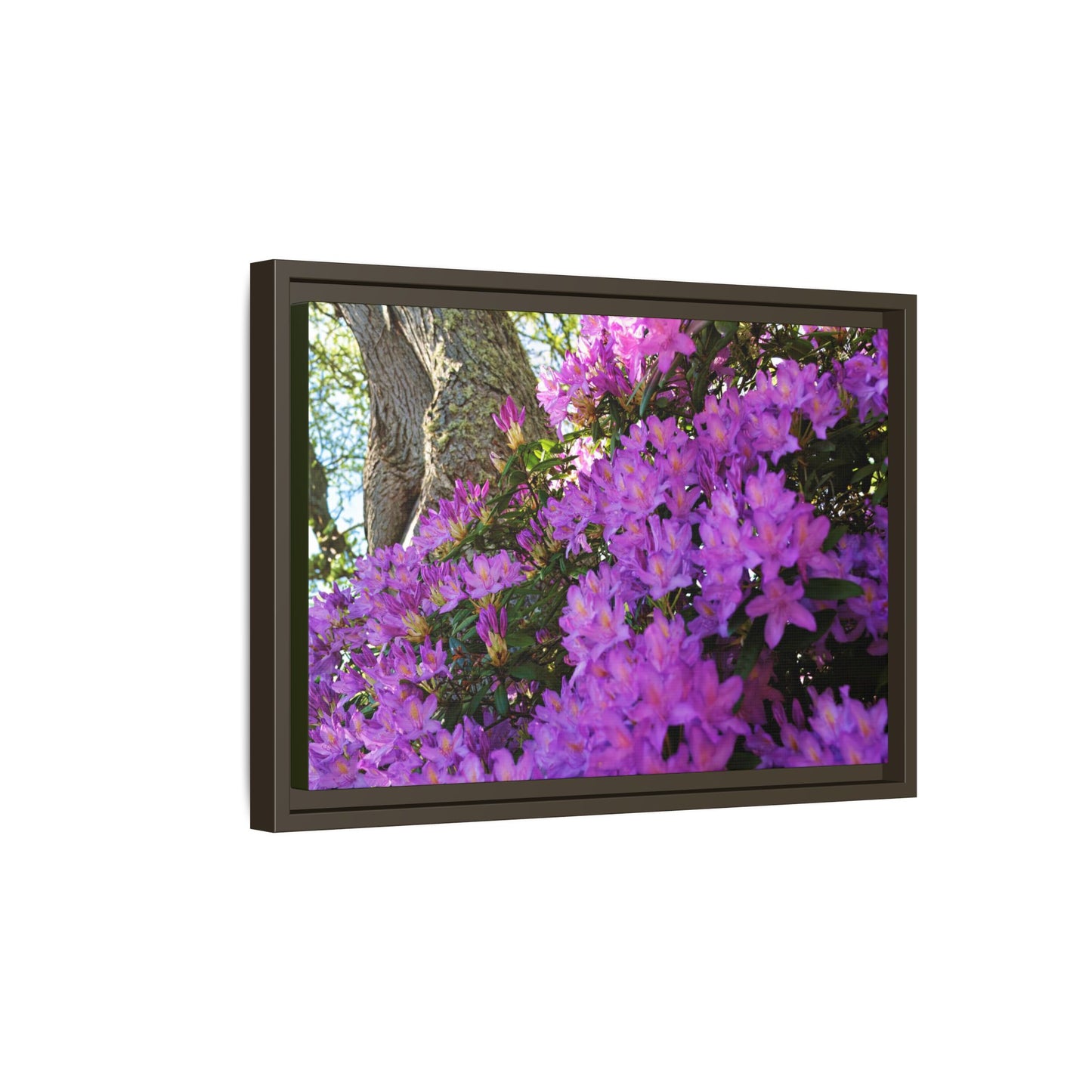 Azaleas in Bloom [3011] | Framed Canvas