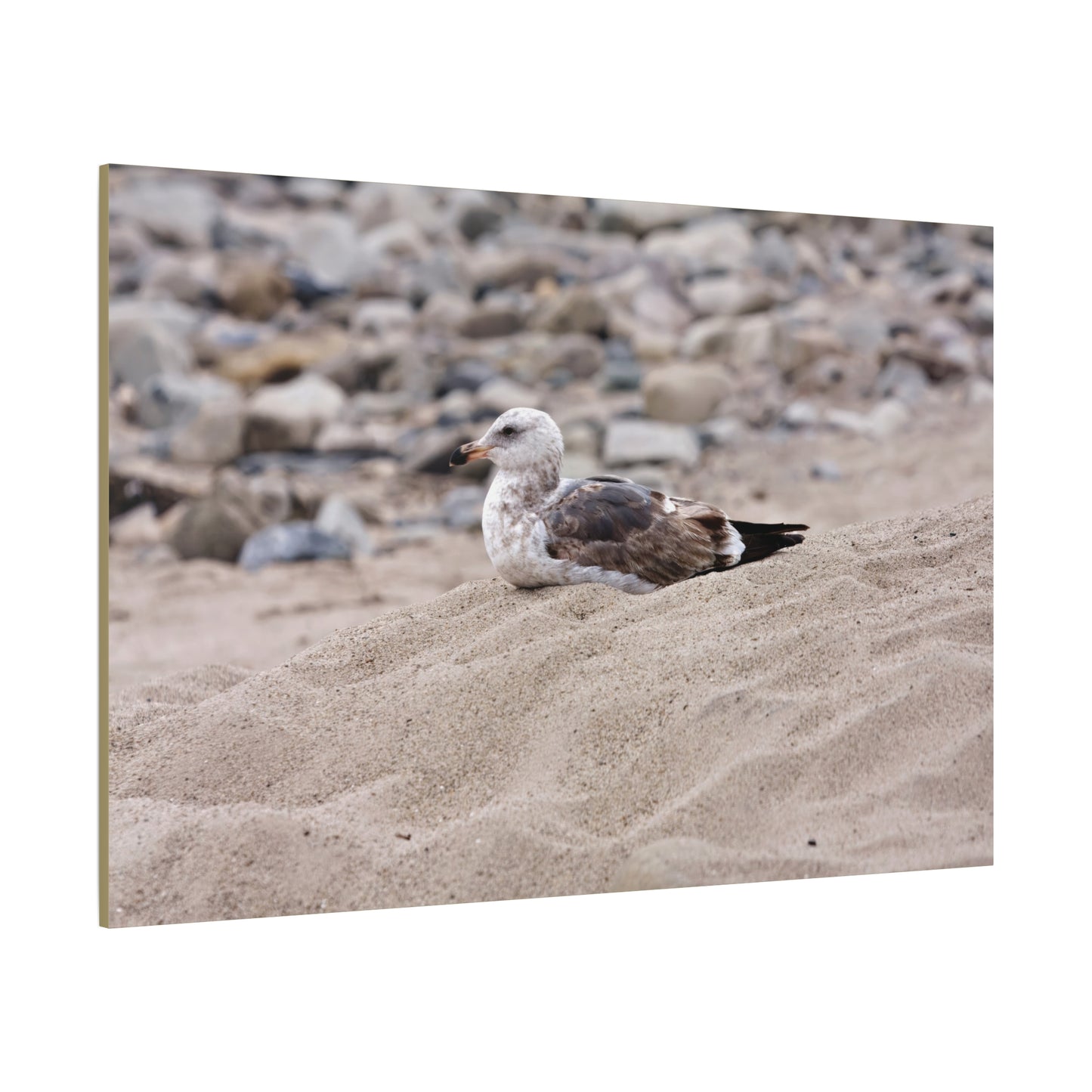 Seagull Serenity on the Shore [4278] | Stretched Canvas