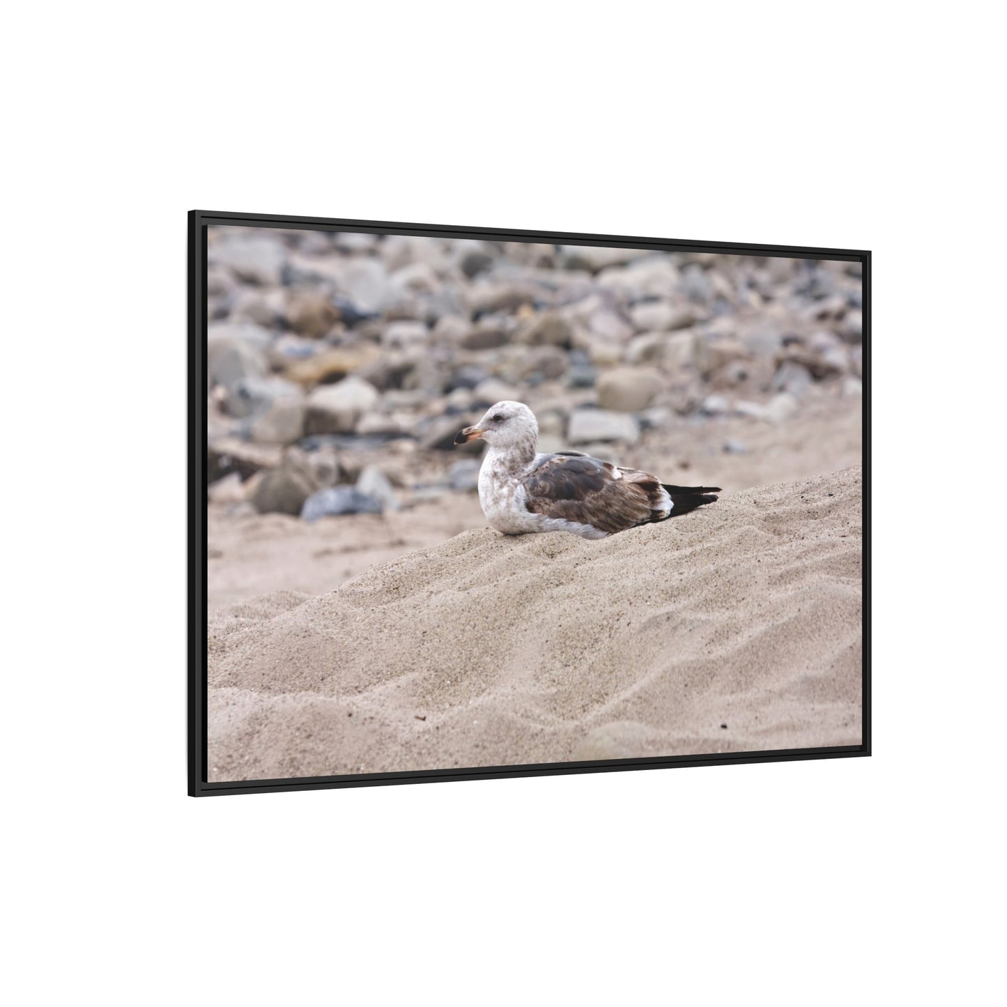 Seagull Serenity on the Shore 4278 - Thick Matte Canvas Print, Framed