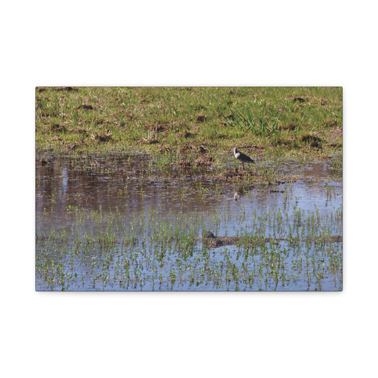 Sandpiper in Serene Wetland at the Willam L. Finley National Wildlife Refuge 2897 - Thick Matte Canvas Print