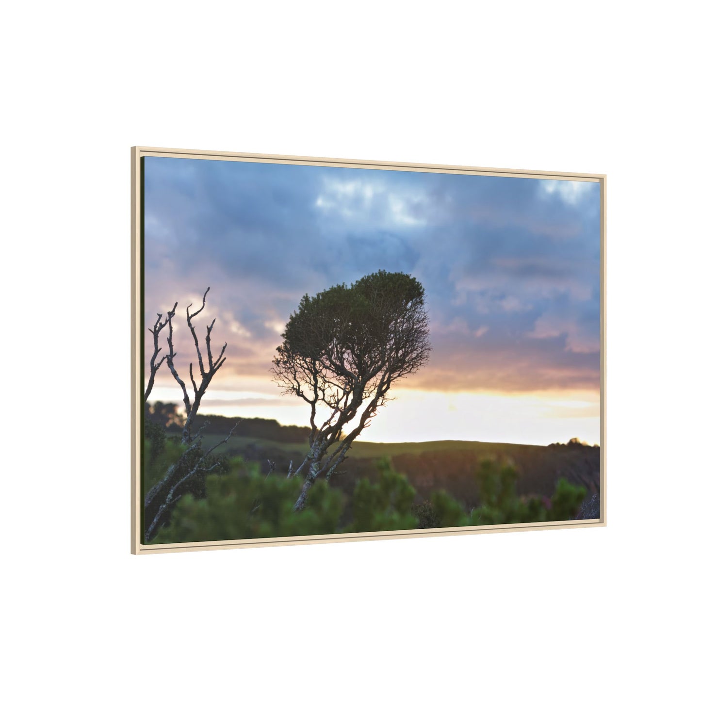 Melaleuca lanceolata in Cape Schank [6281] | Framed Canvas