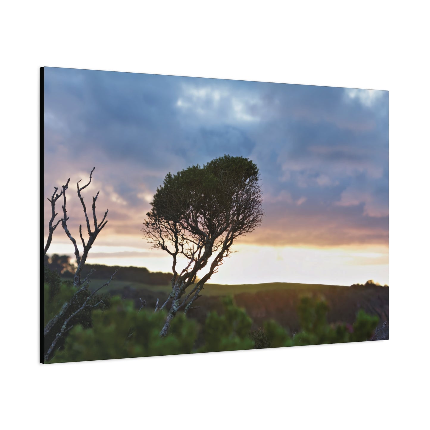 Serene Landscape of a Winter Sunrise: Melaleuca lanceolata in Cape Schank 6281 - Thick Matte Canvas Print