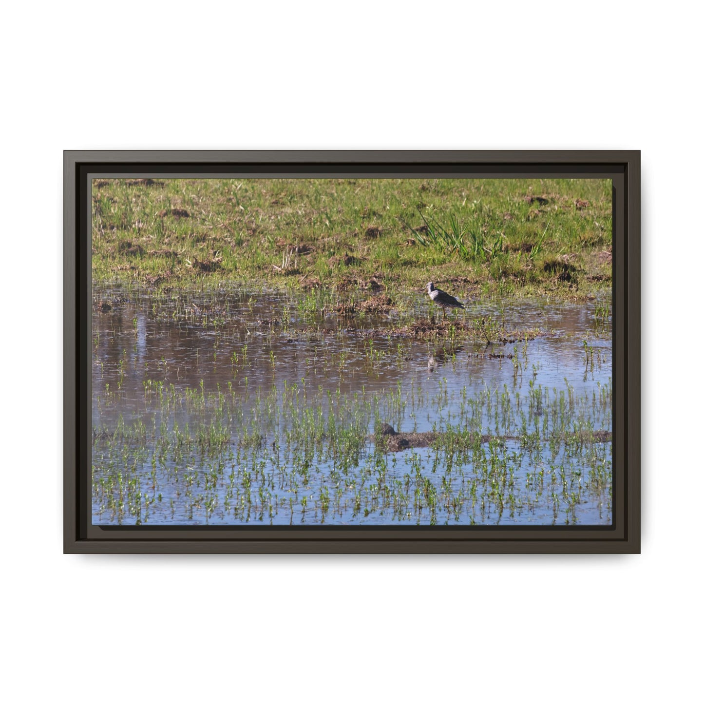 Sandpiper in Serene Wetland [2897] | Framed Canvas