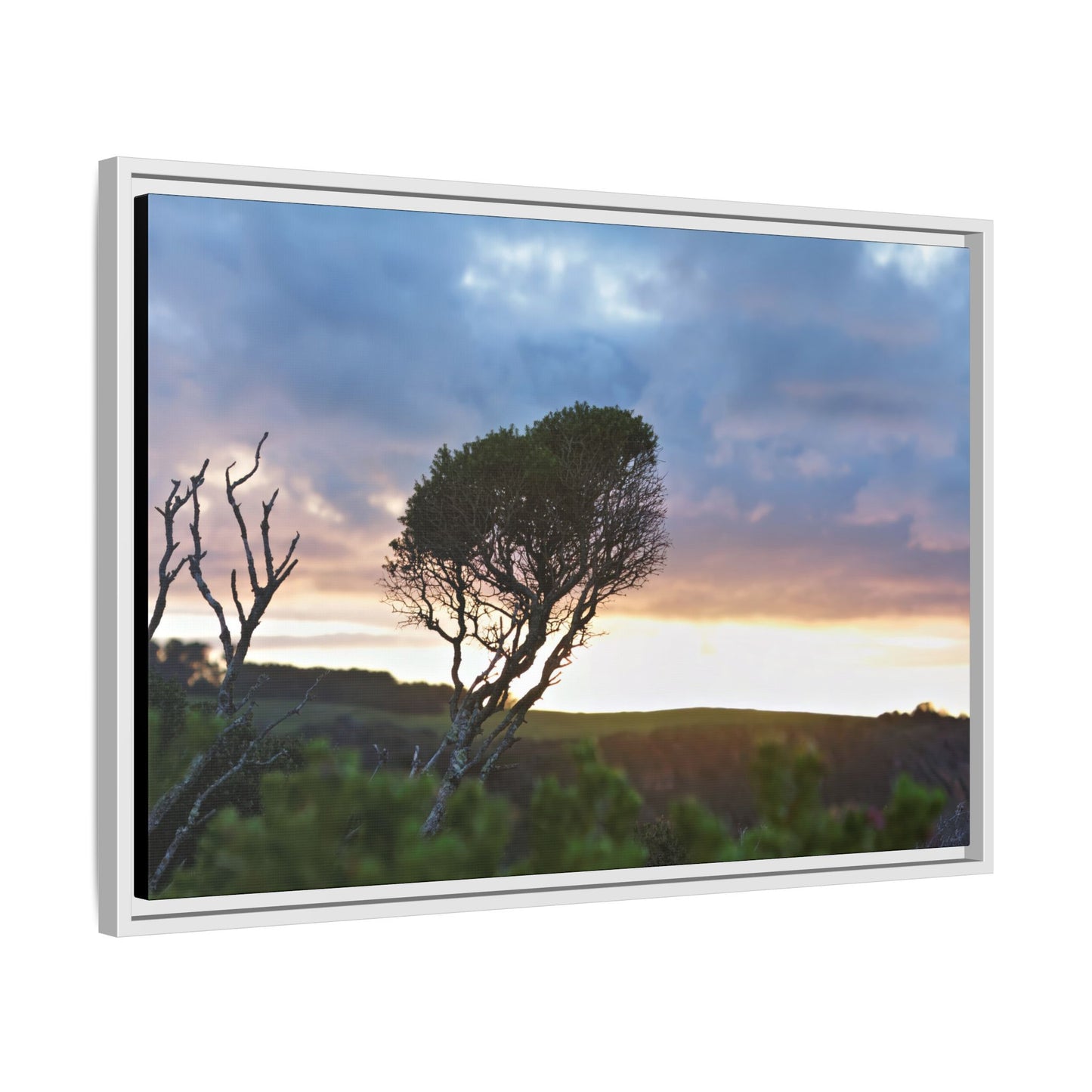 Serene Landscape of a Winter Sunrise: Melaleuca lanceolata in Cape Schank 6281 - Thick Matte Canvas Print, Framed