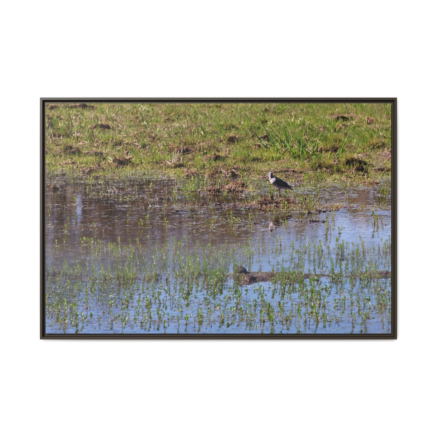 Sandpiper in Serene Wetland [2897] | Framed Canvas