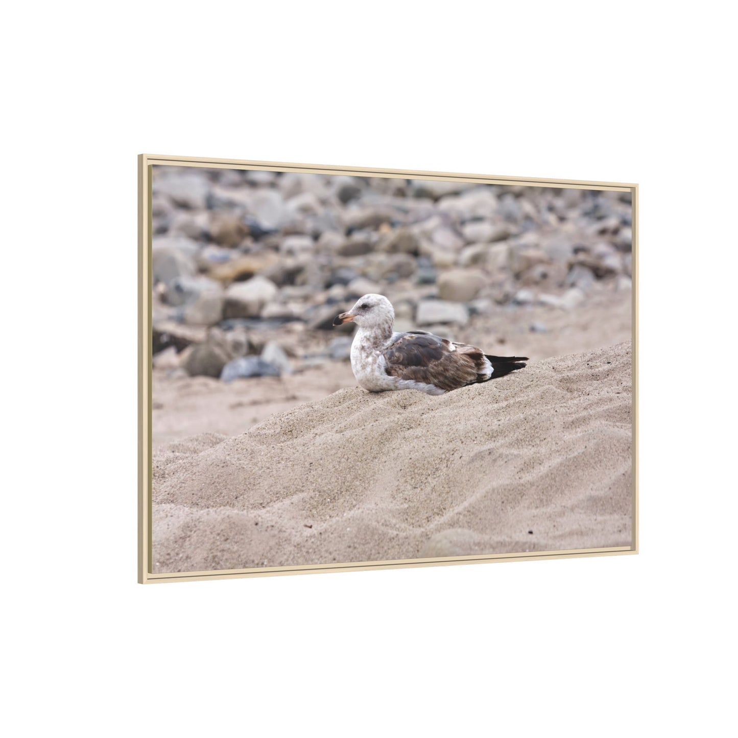 Seagull Serenity on the Shore [4278] | Framed Canvas