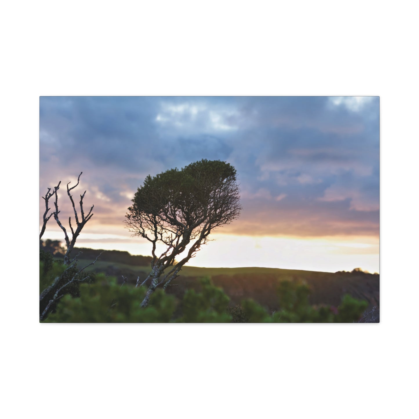 Serene Landscape of a Winter Sunrise: Melaleuca lanceolata in Cape Schank 6281 - Thick Matte Canvas Print