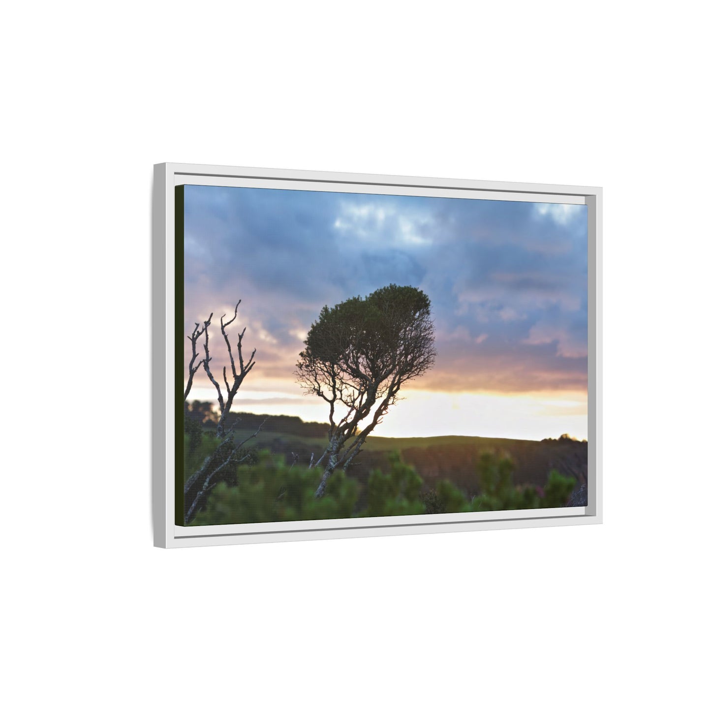 Melaleuca lanceolata in Cape Schank [6281] | Framed Canvas