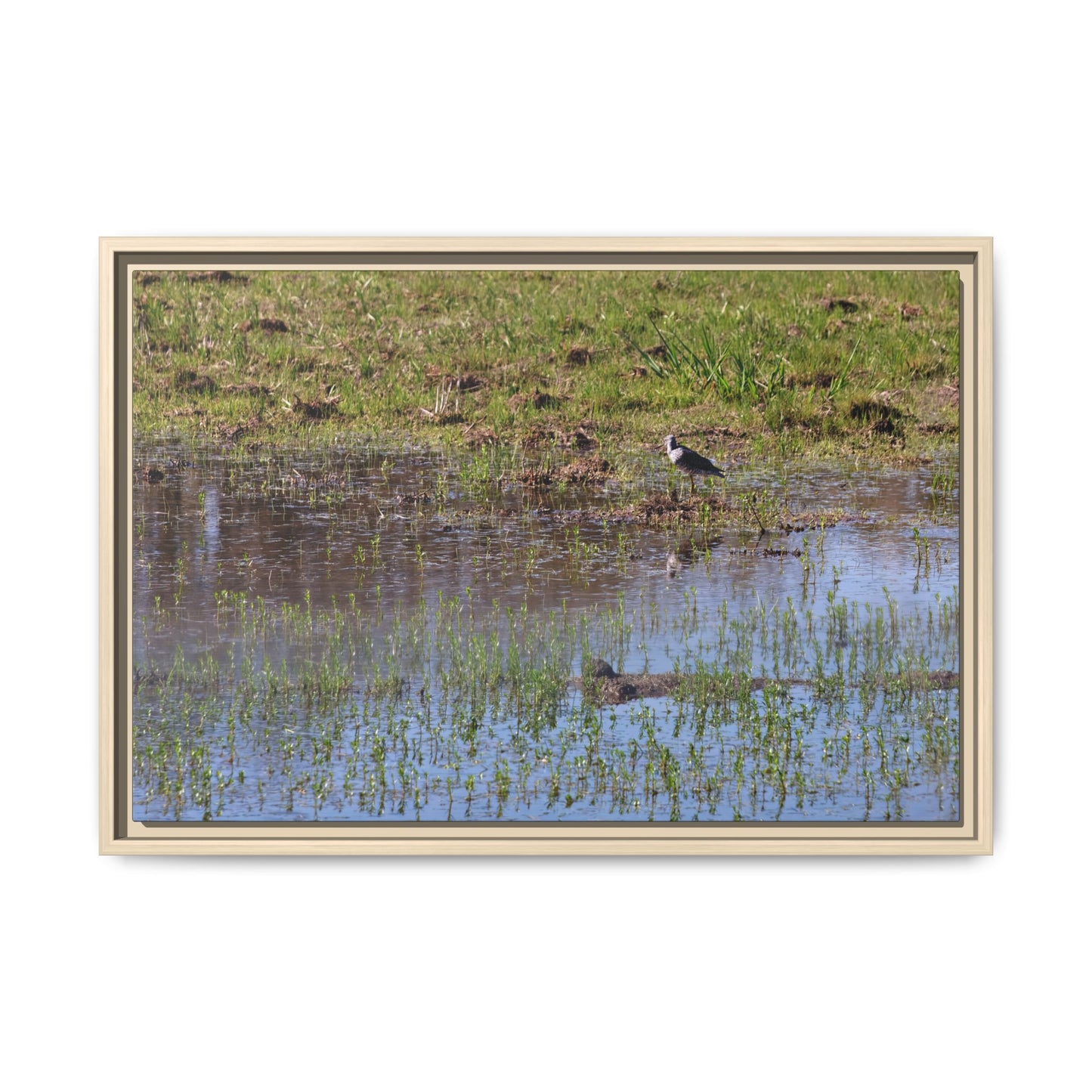 Sandpiper in Serene Wetland [2897] | Framed Canvas