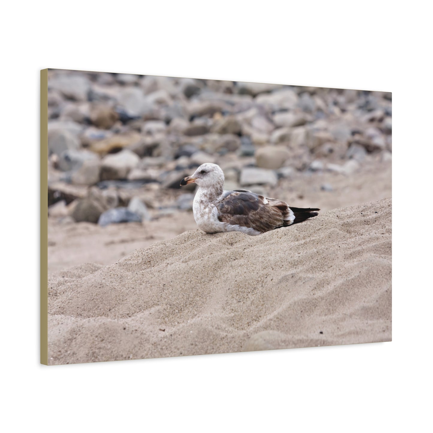 Seagull Serenity on the Shore [4278] | Stretched Canvas