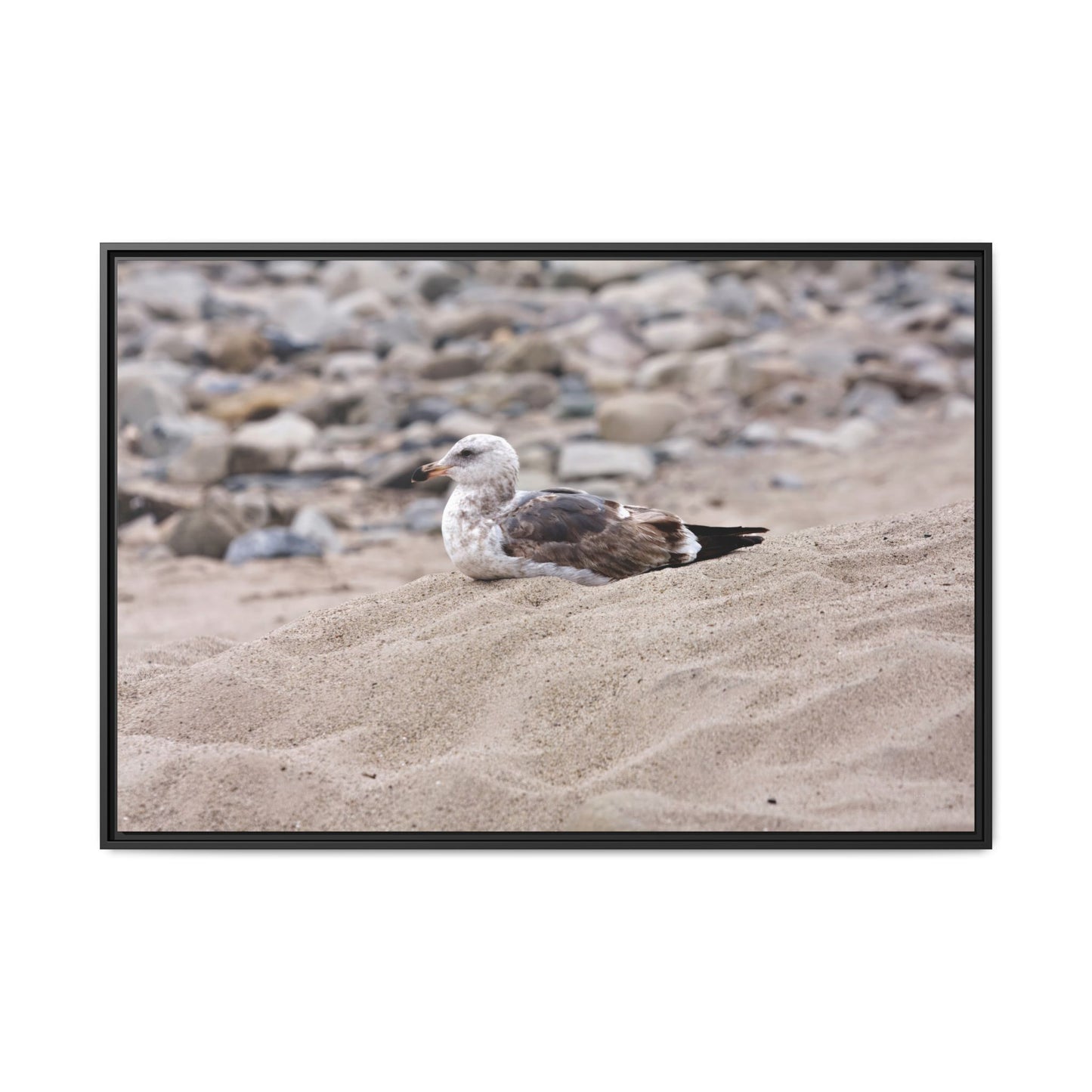 Seagull Serenity on the Shore 4278 - Thick Matte Canvas Print, Framed