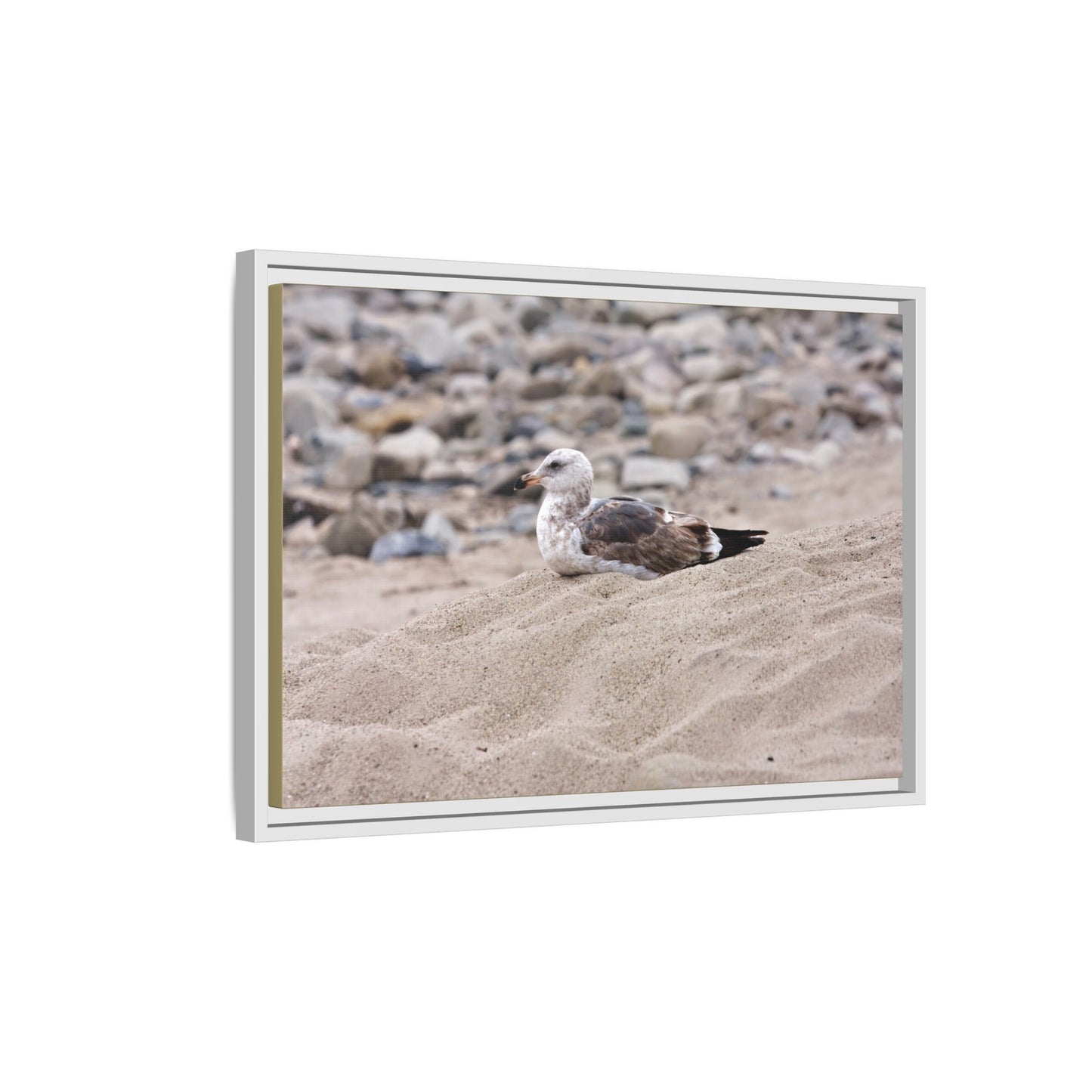 Seagull Serenity on the Shore [4278] | Framed Canvas
