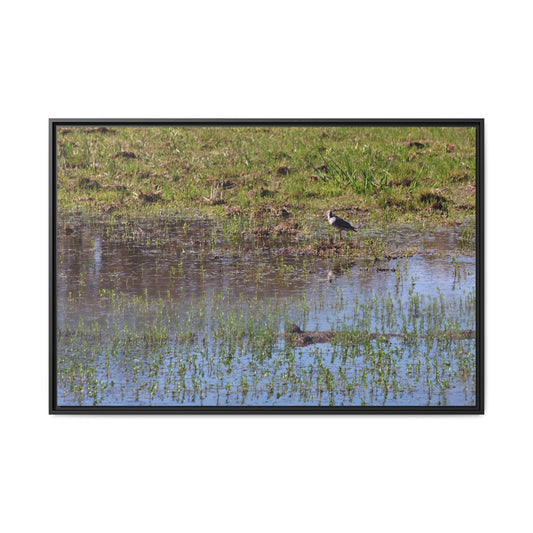 Sandpiper in Serene Wetland [2897] | Framed Canvas