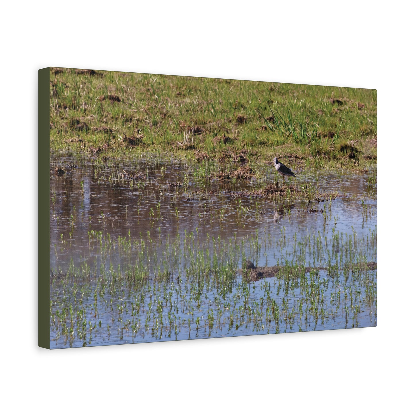 Sandpiper in Serene Wetland [2897] | Stretched Canvas