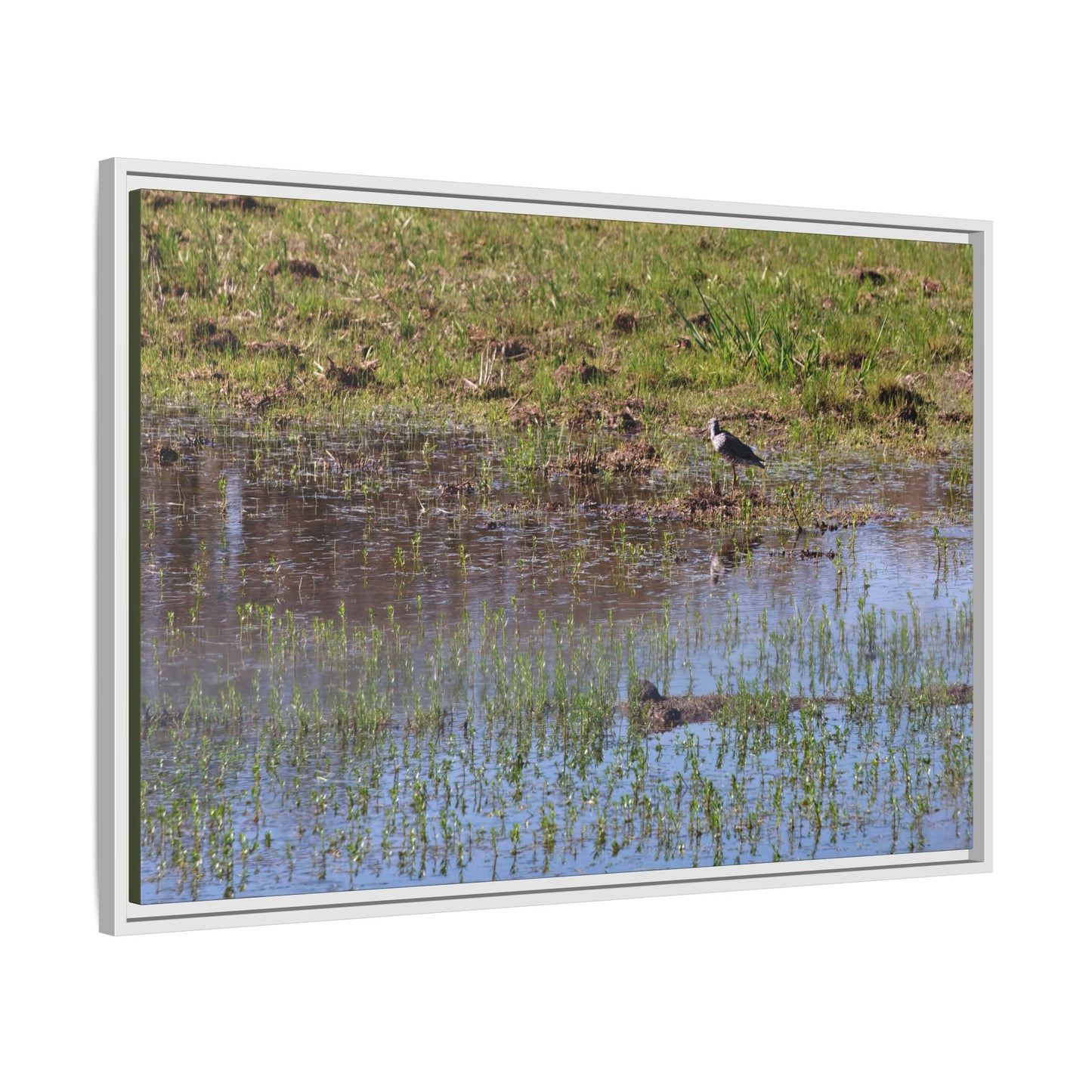 Sandpiper in Serene Wetland [2897] | Framed Canvas