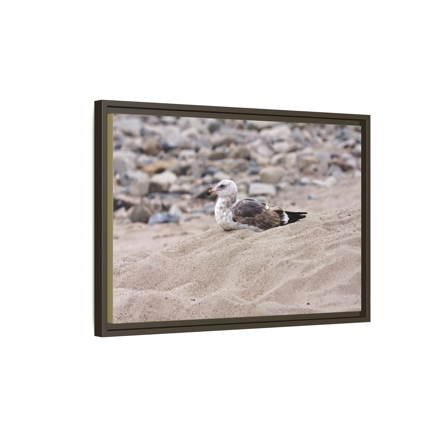 Seagull Serenity on the Shore [4278] | Framed Canvas