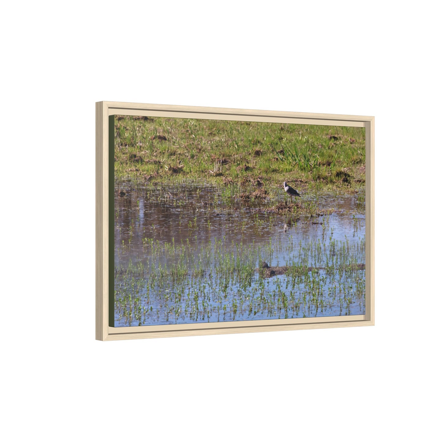 Sandpiper in Serene Wetland [2897] | Framed Canvas