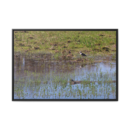 Sandpiper in Serene Wetland at the Willam L. Finley National Wildlife Refuge 2897 - Thick Matte Canvas Print, Framed