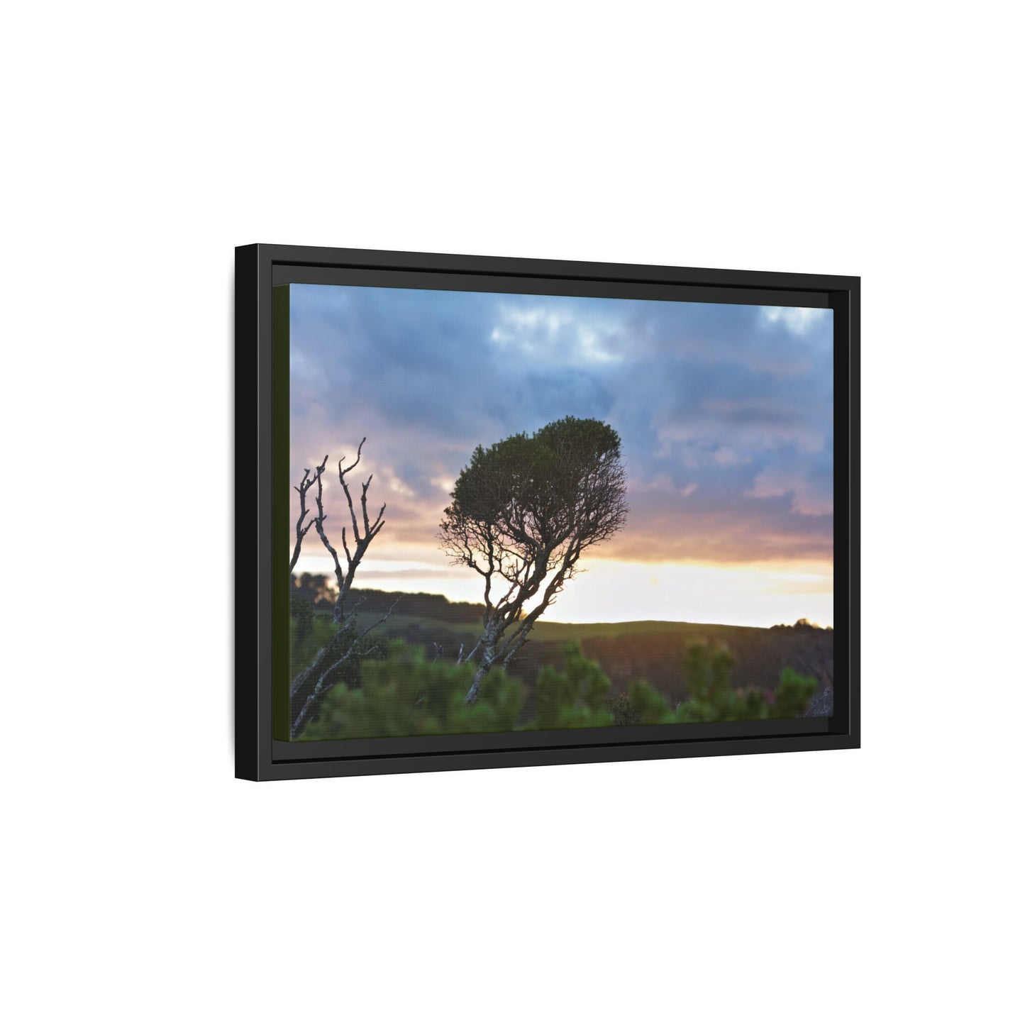 Melaleuca lanceolata in Cape Schank [6281] | Framed Canvas