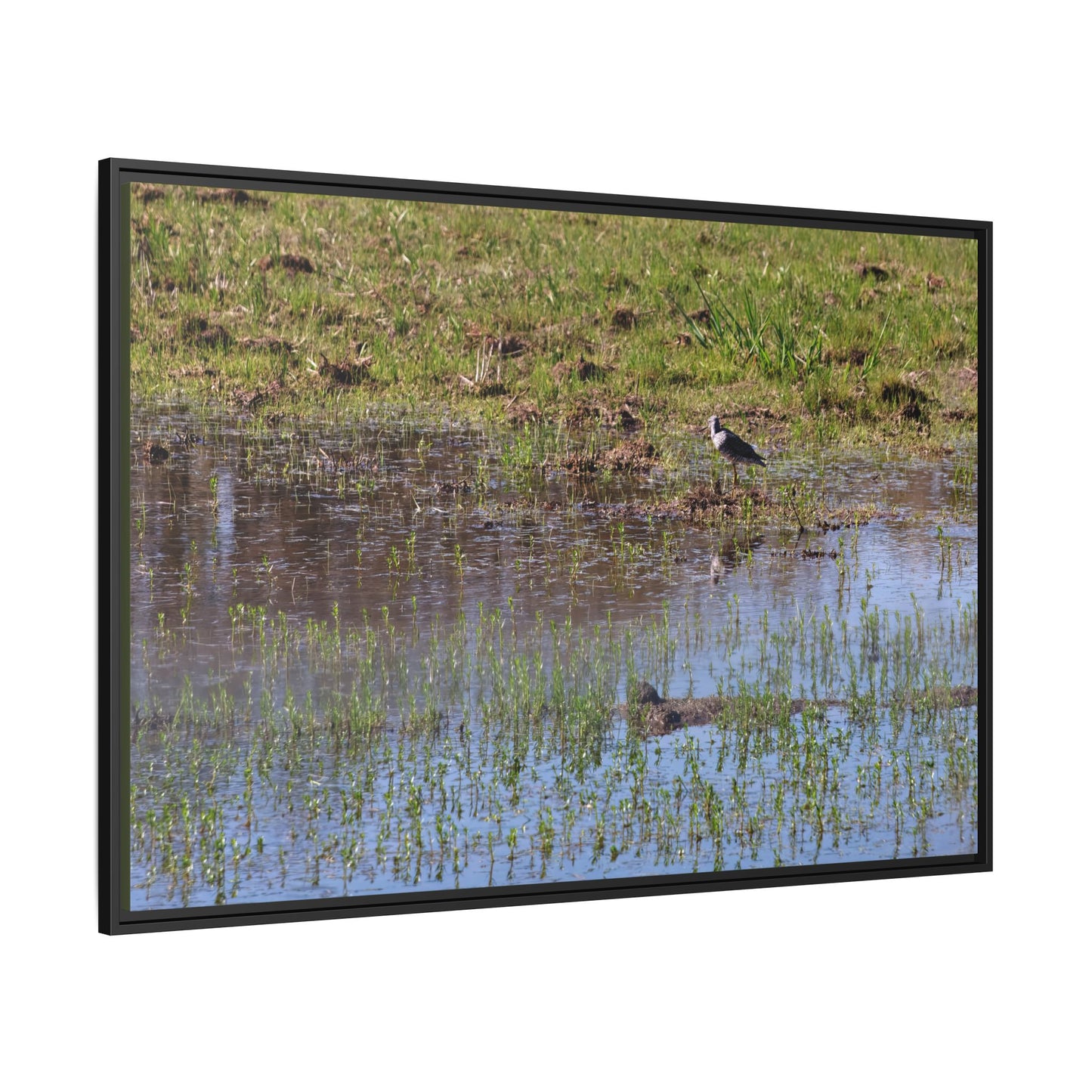 Sandpiper in Serene Wetland [2897] | Framed Canvas