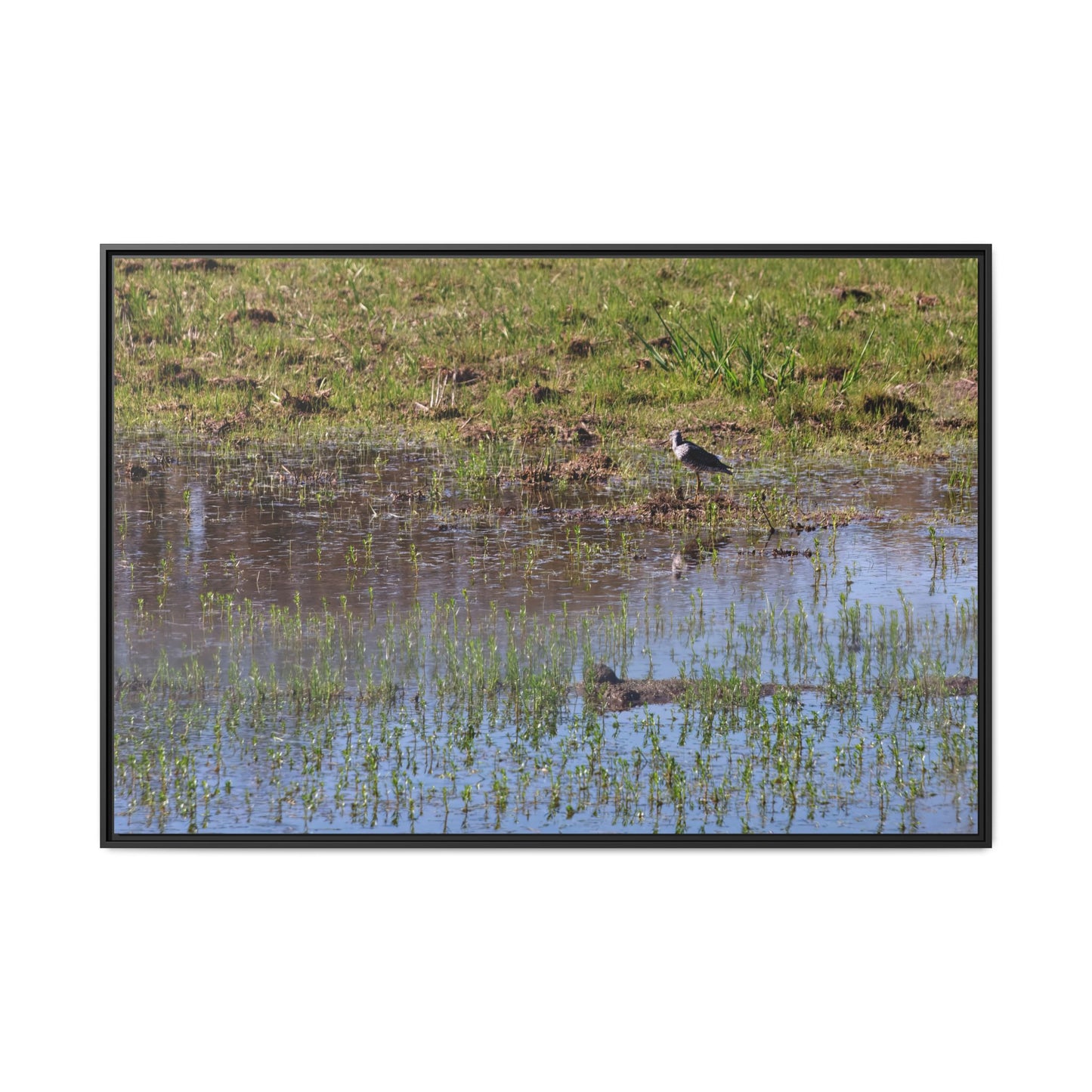 Sandpiper in Serene Wetland [2897] | Framed Canvas