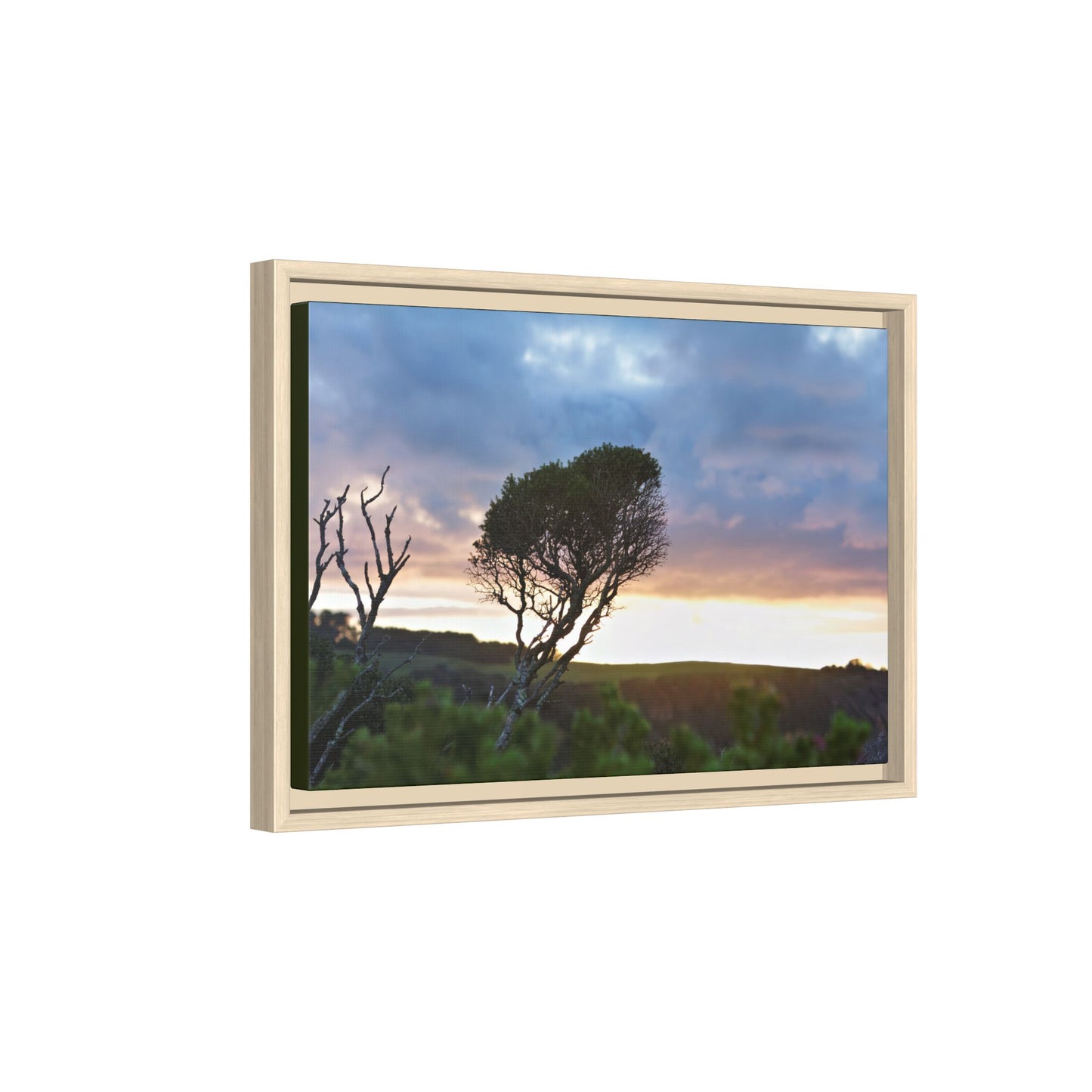 Melaleuca lanceolata in Cape Schank [6281] | Framed Canvas