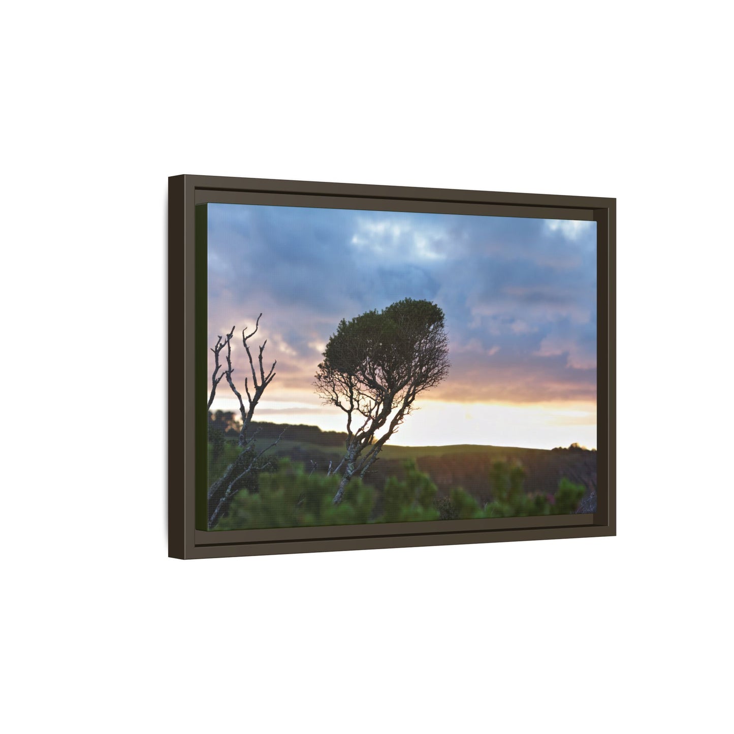 Melaleuca lanceolata in Cape Schank [6281] | Framed Canvas