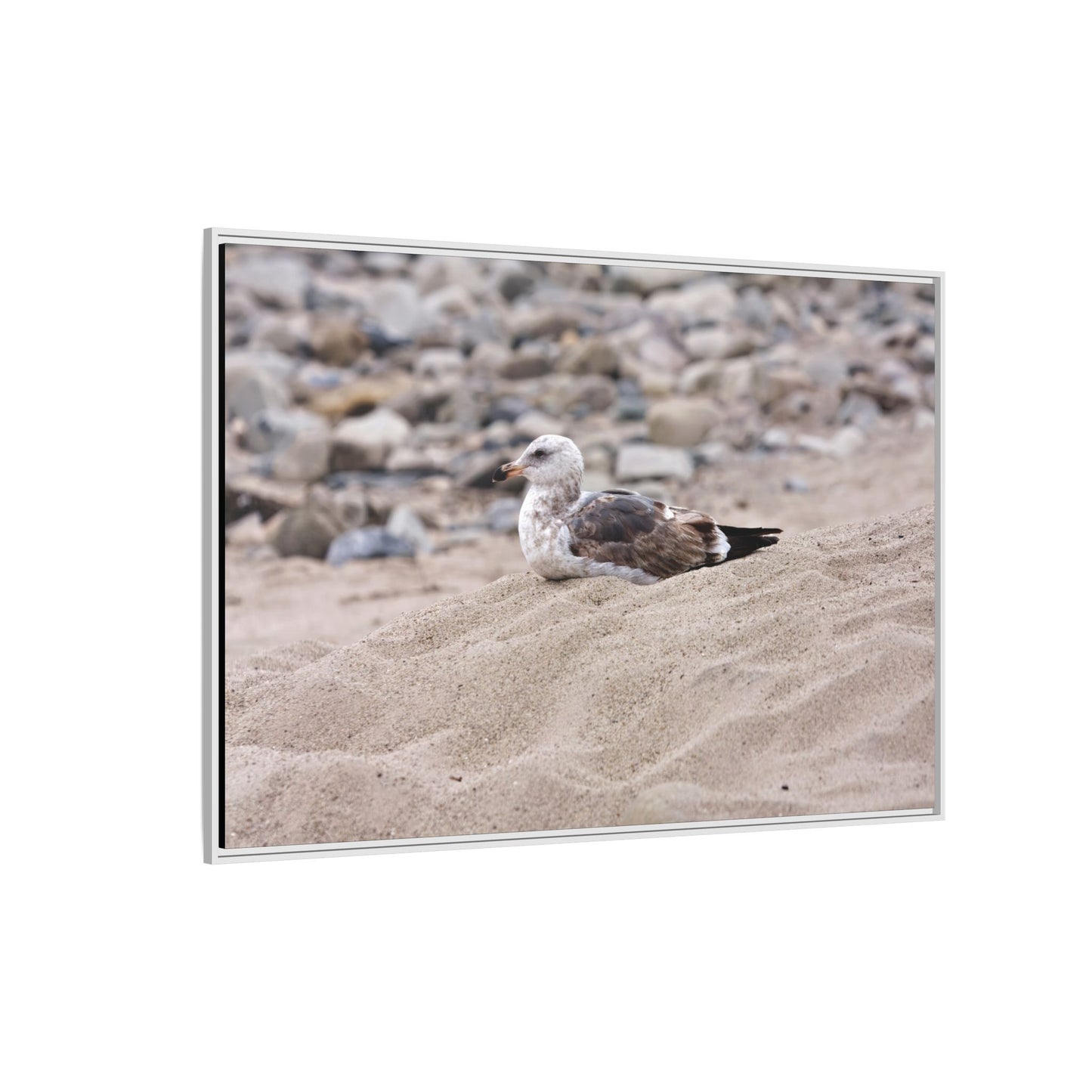 Seagull Serenity on the Shore 4278 - Thick Matte Canvas Print, Framed