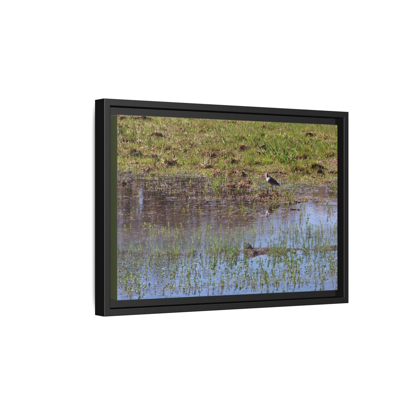 Sandpiper in Serene Wetland [2897] | Framed Canvas
