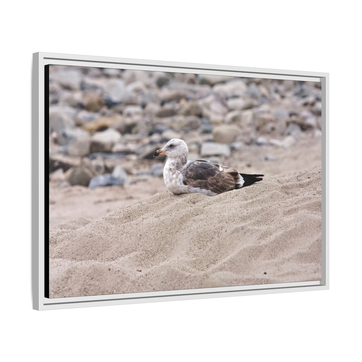 Seagull Serenity on the Shore 4278 - Thick Matte Canvas Print, Framed