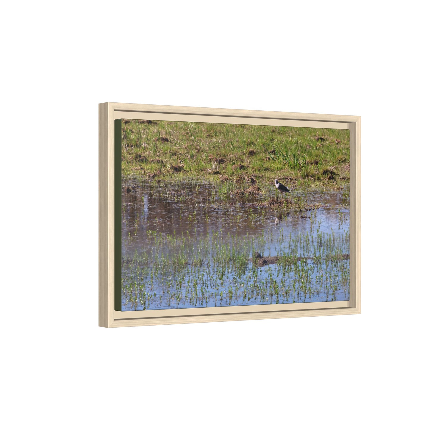 Sandpiper in Serene Wetland [2897] | Framed Canvas
