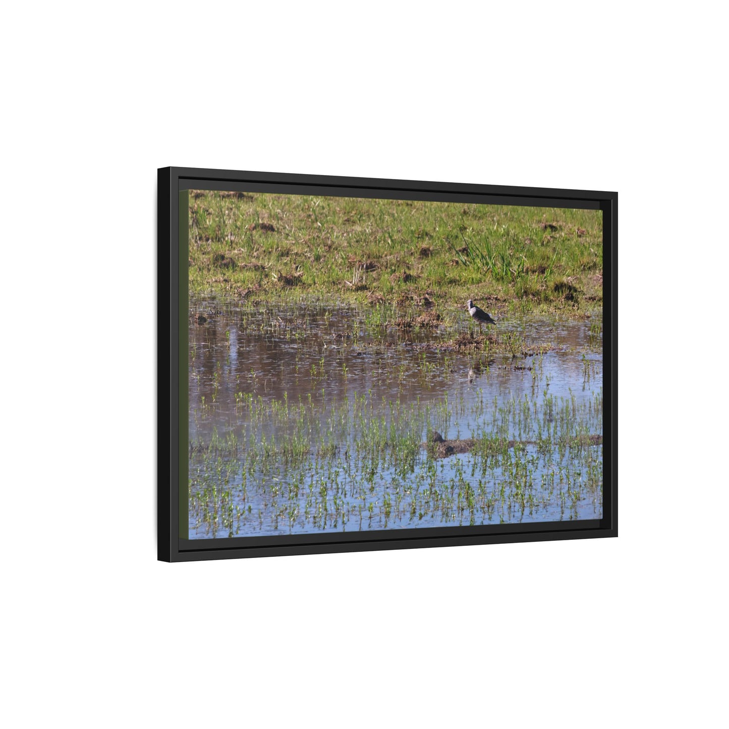Sandpiper in Serene Wetland [2897] | Framed Canvas