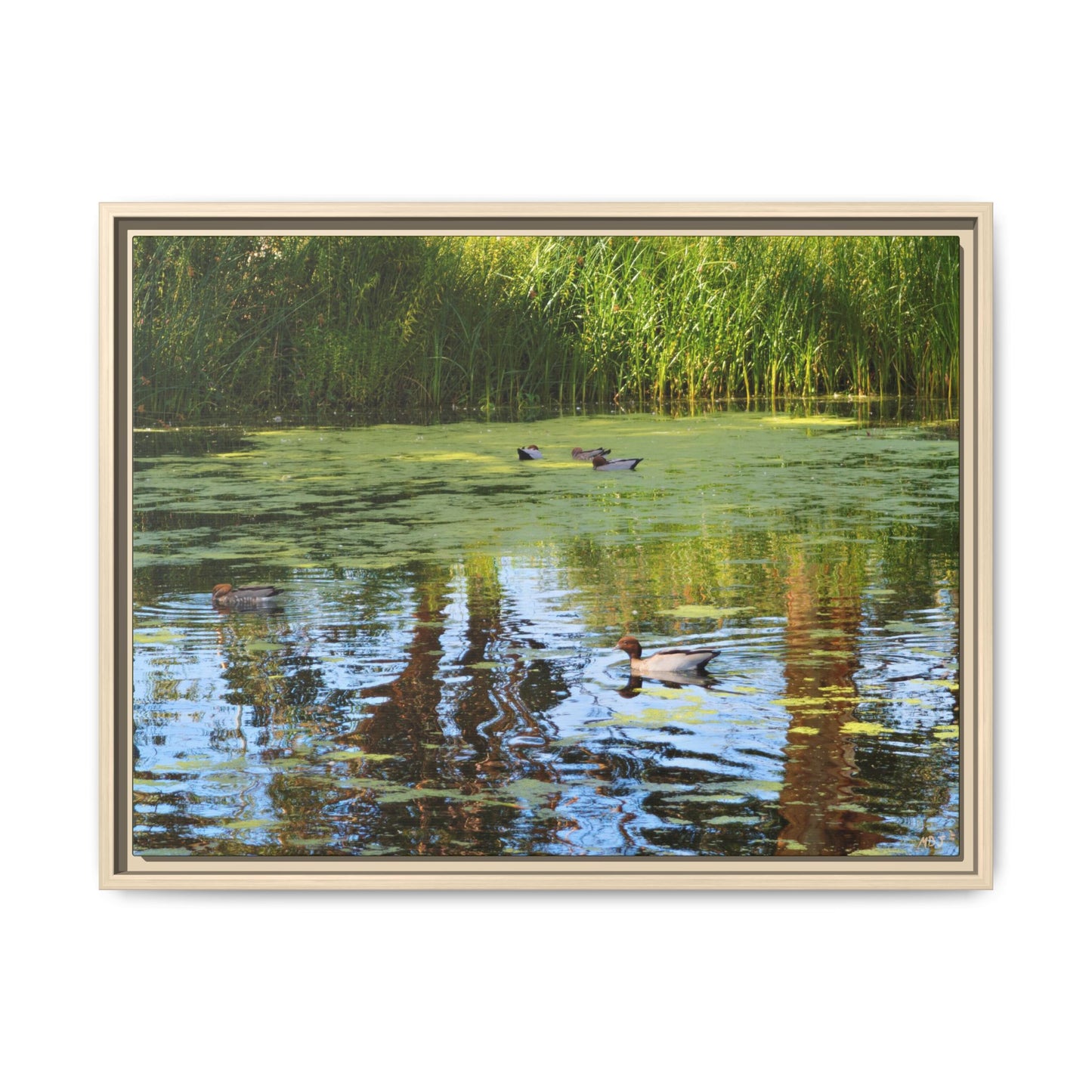 Late Morning Marsh Reflections at Croydon Park | The Framed Canvas Deployment