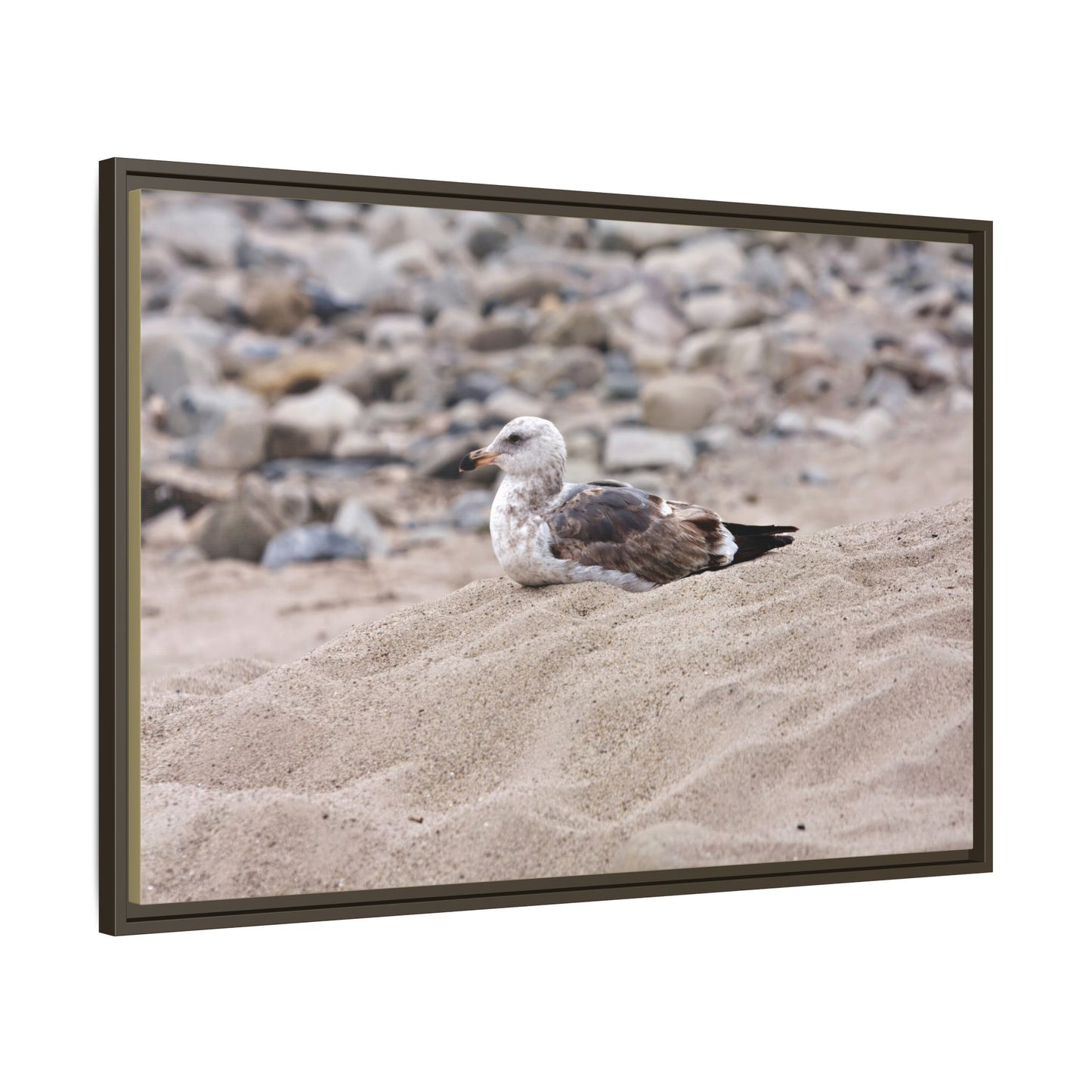 Seagull Serenity on the Shore [4278] | Framed Canvas