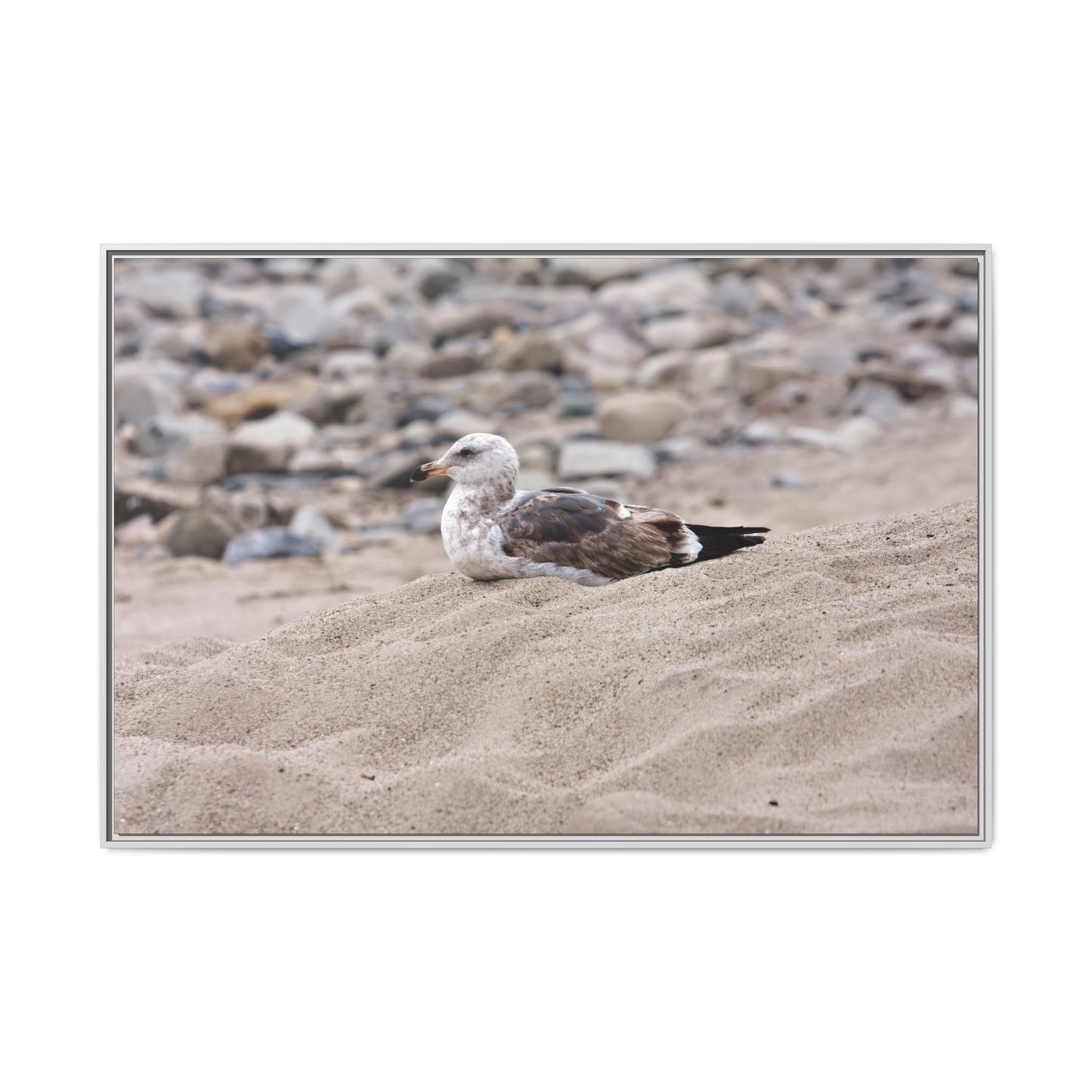 Seagull Serenity on the Shore 4278 - Thick Matte Canvas Print, Framed