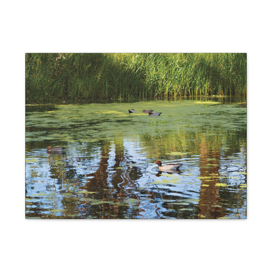 Late Morning Marsh Reflections at Croydon Park | Stretched Canvas