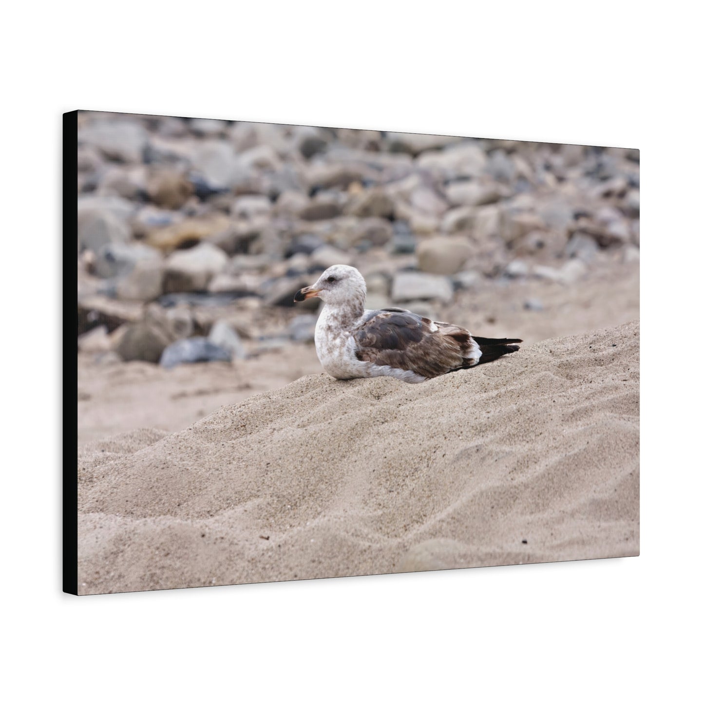 Seagull Serenity on the Shore 4278 - Thick Matte Canvas Print