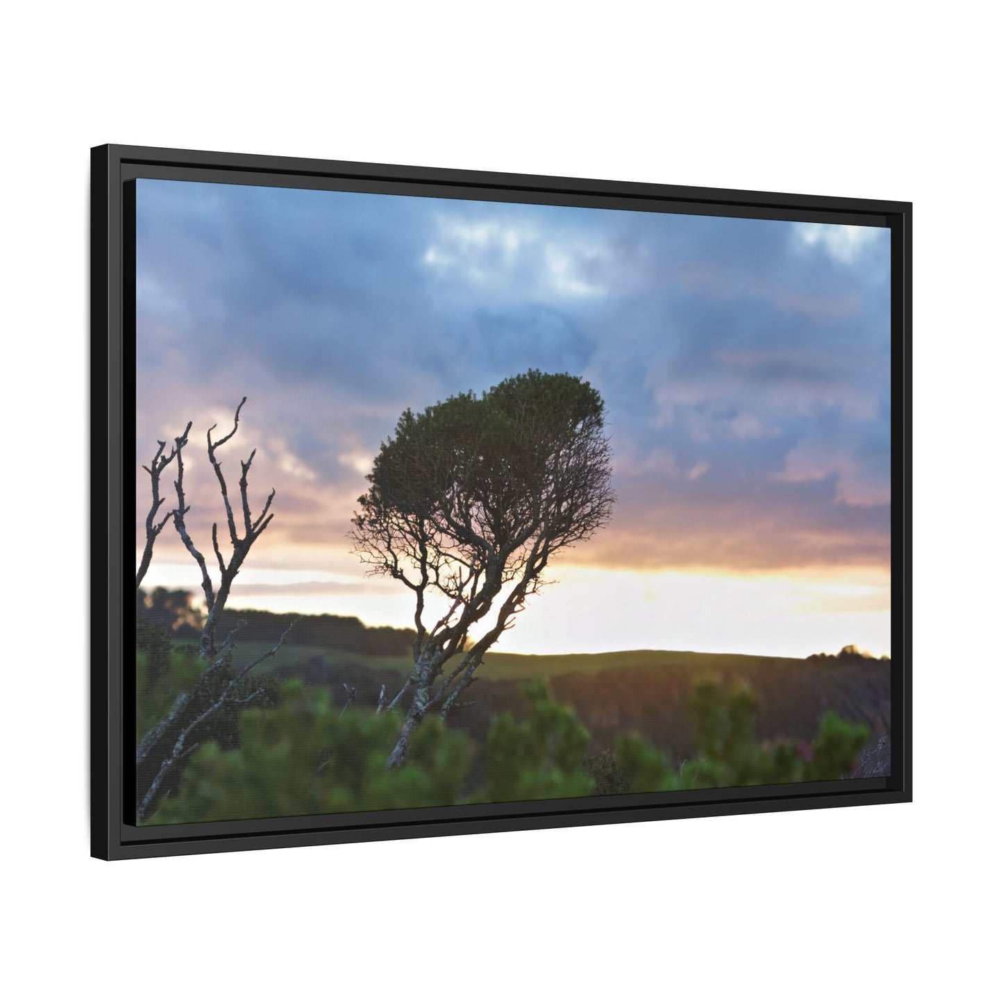 Serene Landscape of a Winter Sunrise: Melaleuca lanceolata in Cape Schank 6281 - Thick Matte Canvas Print, Framed