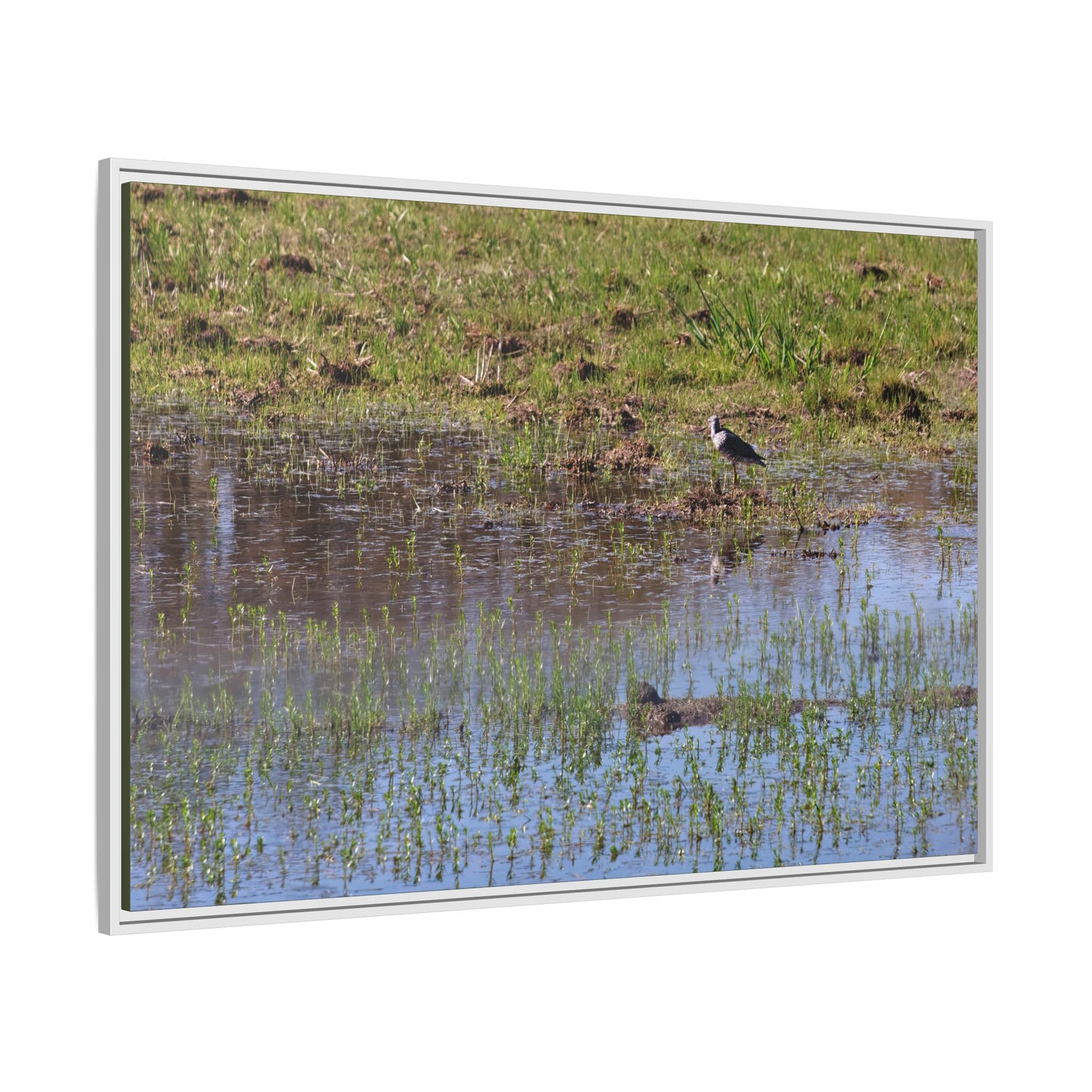 Sandpiper in Serene Wetland [2897] | Framed Canvas