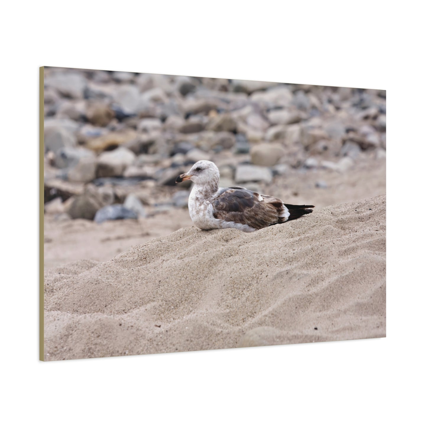 Seagull Serenity on the Shore [4278] | Stretched Canvas