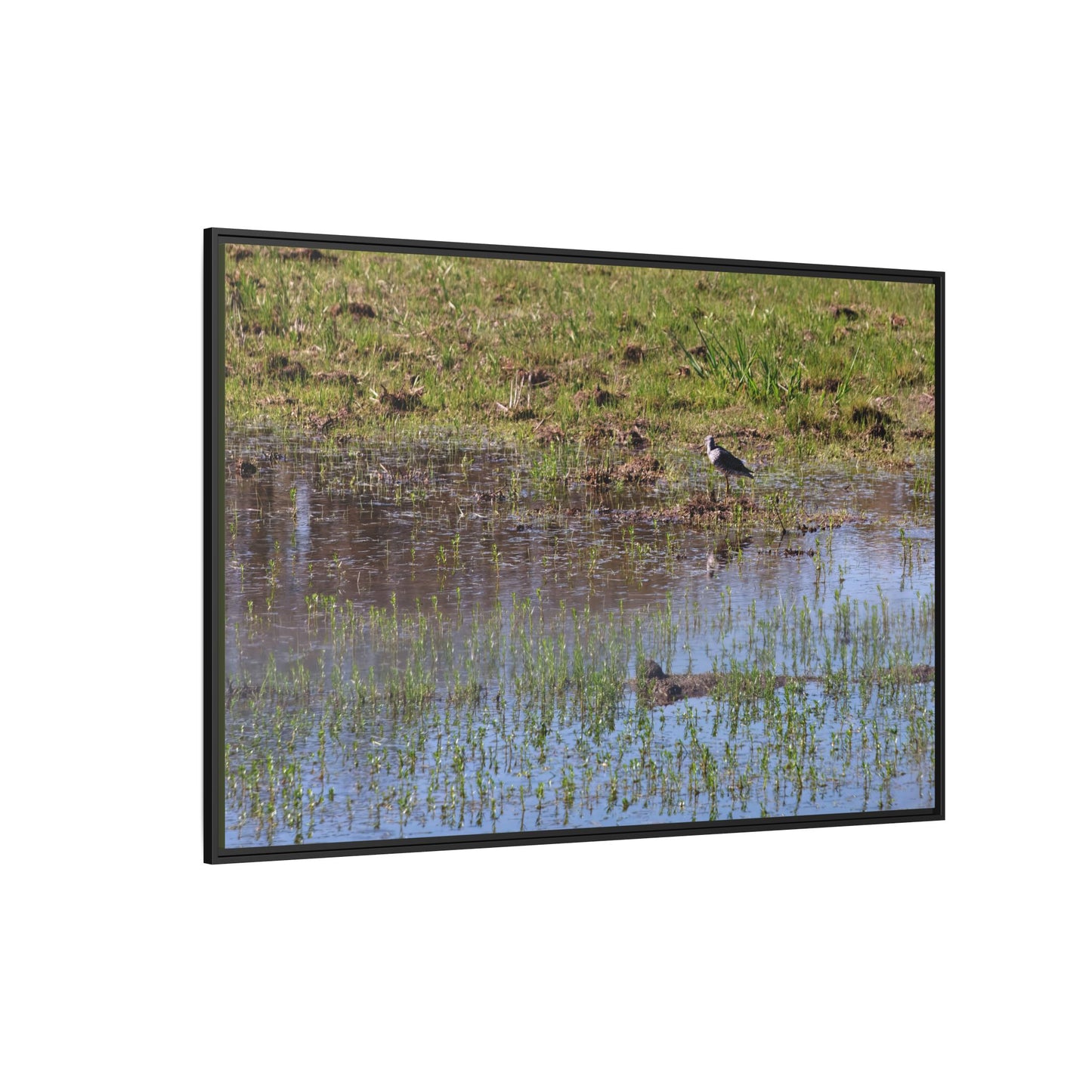 Sandpiper in Serene Wetland [2897] | Framed Canvas